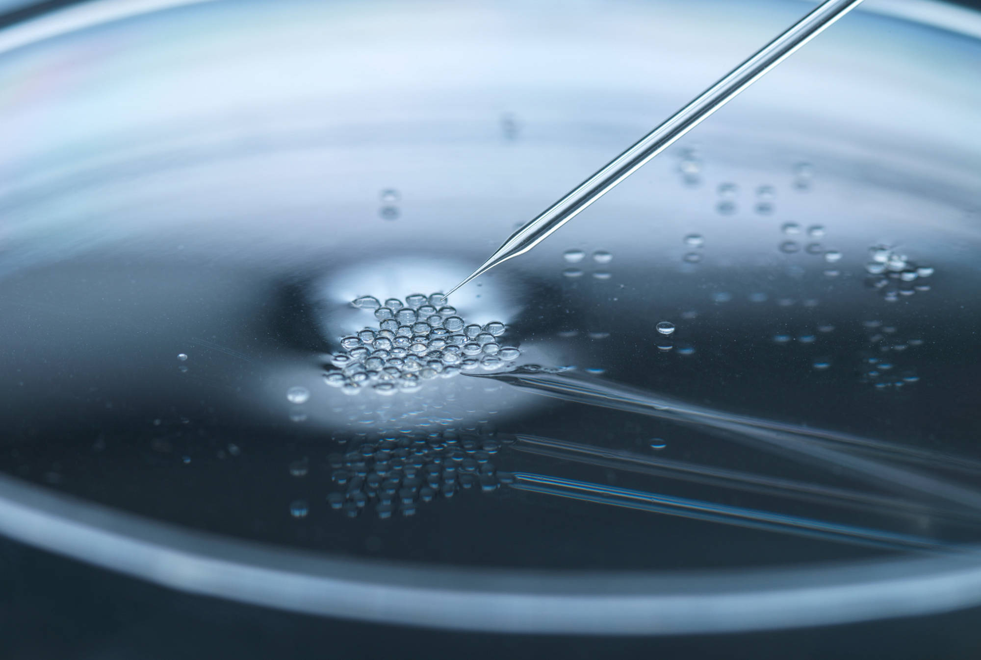 Stem Cell Research, Nuclear transfer being carried out on several embryonic stem cells used in cloning and genetic modification.