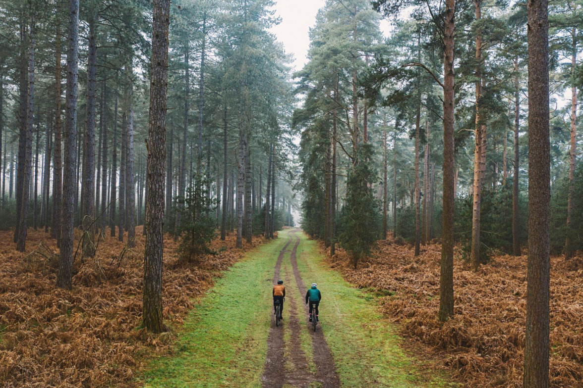 Reglamento de la UE sobre Deforestación y Degradación Forestal