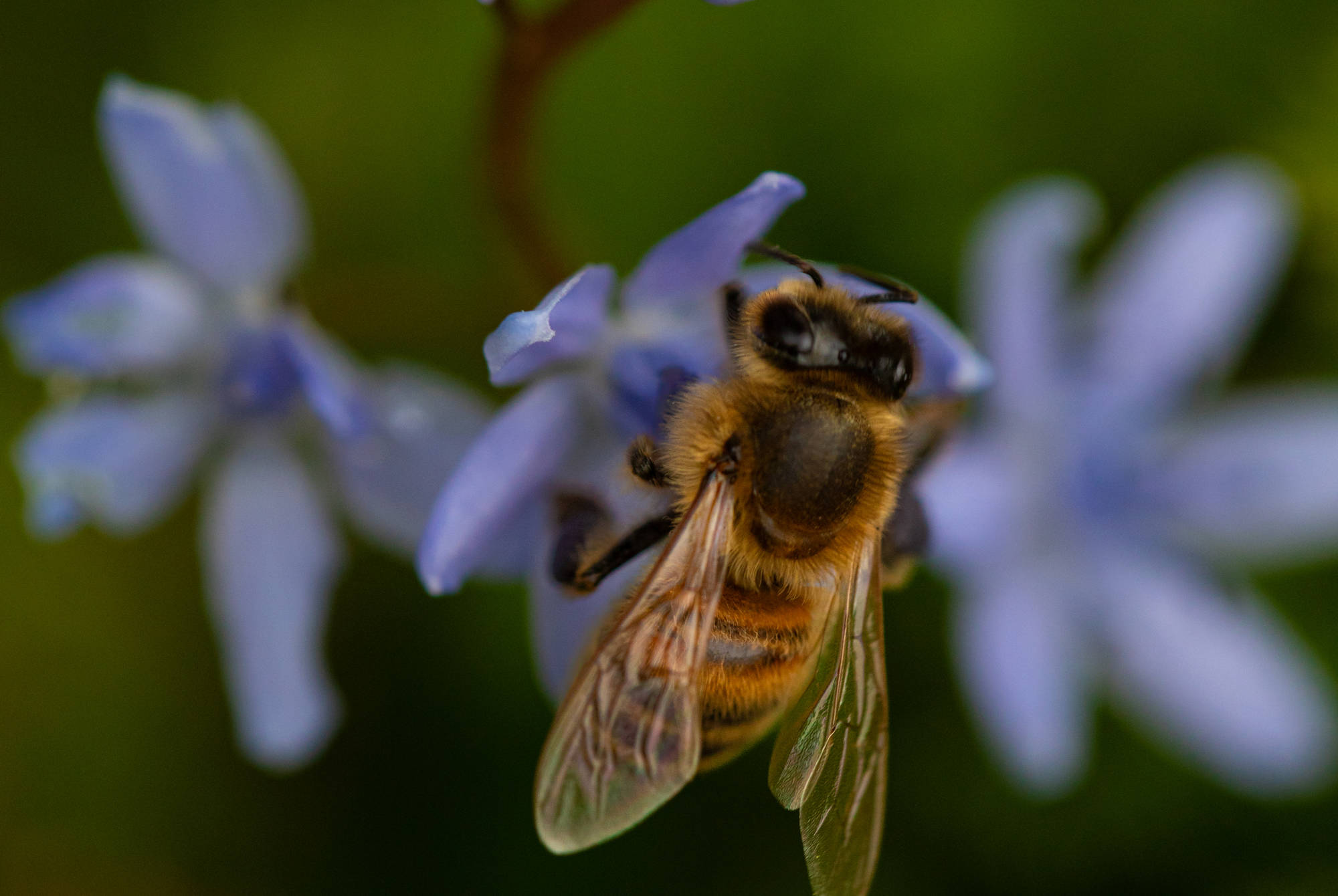 Photograph taken at the Botanical Garden of Geneva. Established in 1817, the garden was founded by Augustin-Pyramus de Candolle, a renowned botanist and a relative of the Pictet family, co-founders of the Swiss banking institution.