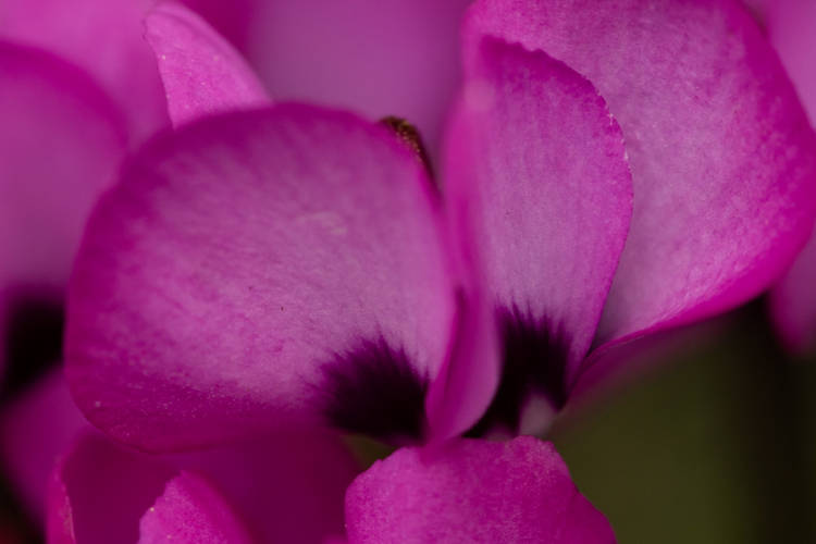 Photograph taken at the Botanical Garden of Geneva. Established in 1817, the garden was founded by Augustin-Pyramus de Candolle, a renowned botanist and a relative of the Pictet family, co-founders of the Swiss banking institution.