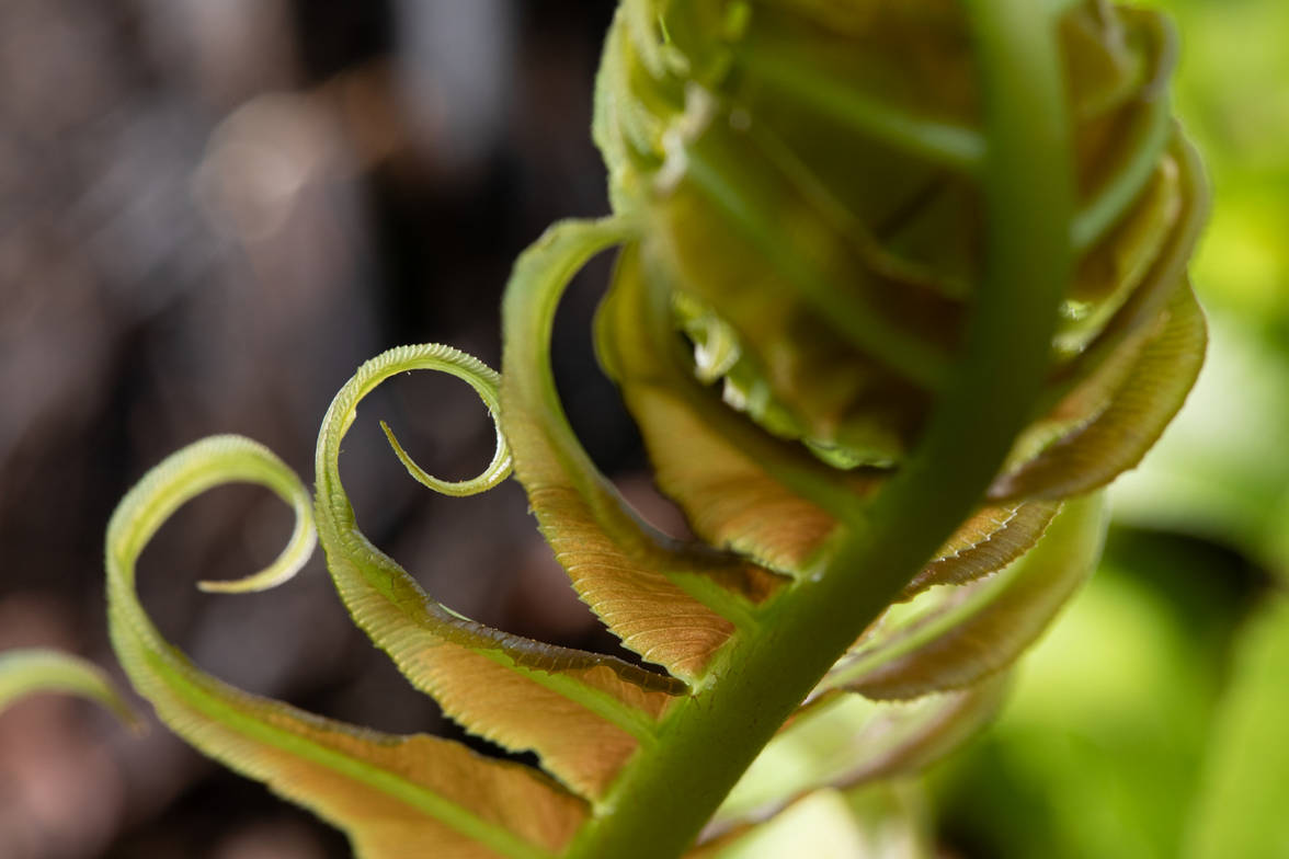 Photograph taken at the Botanical Garden of Geneva. Established in 1817, the garden was founded by Augustin-Pyramus de Candolle, a renowned botanist and a relative of the Pictet family, co-founders of the Swiss banking institution.