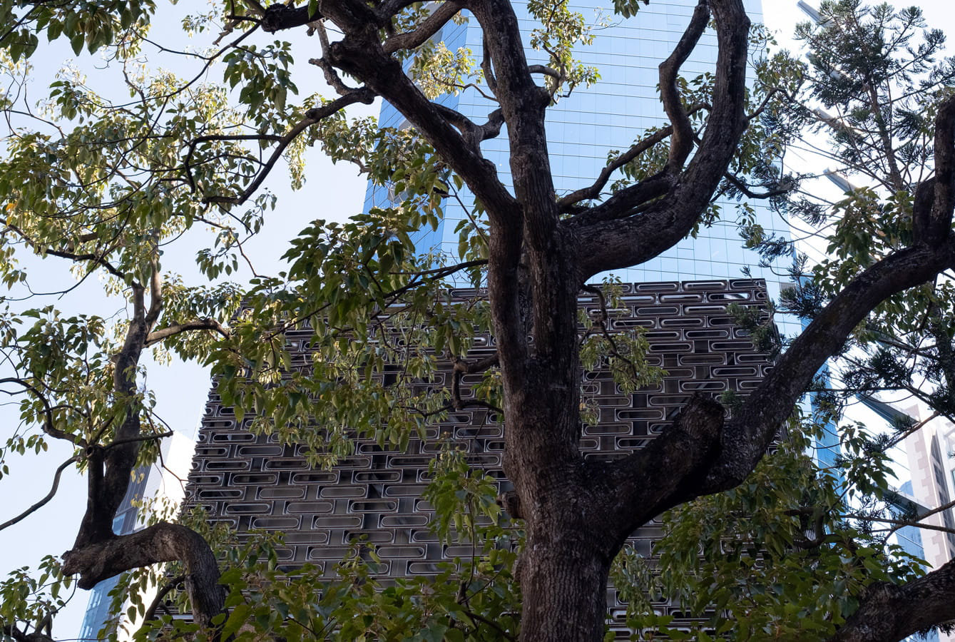 hongkong tree