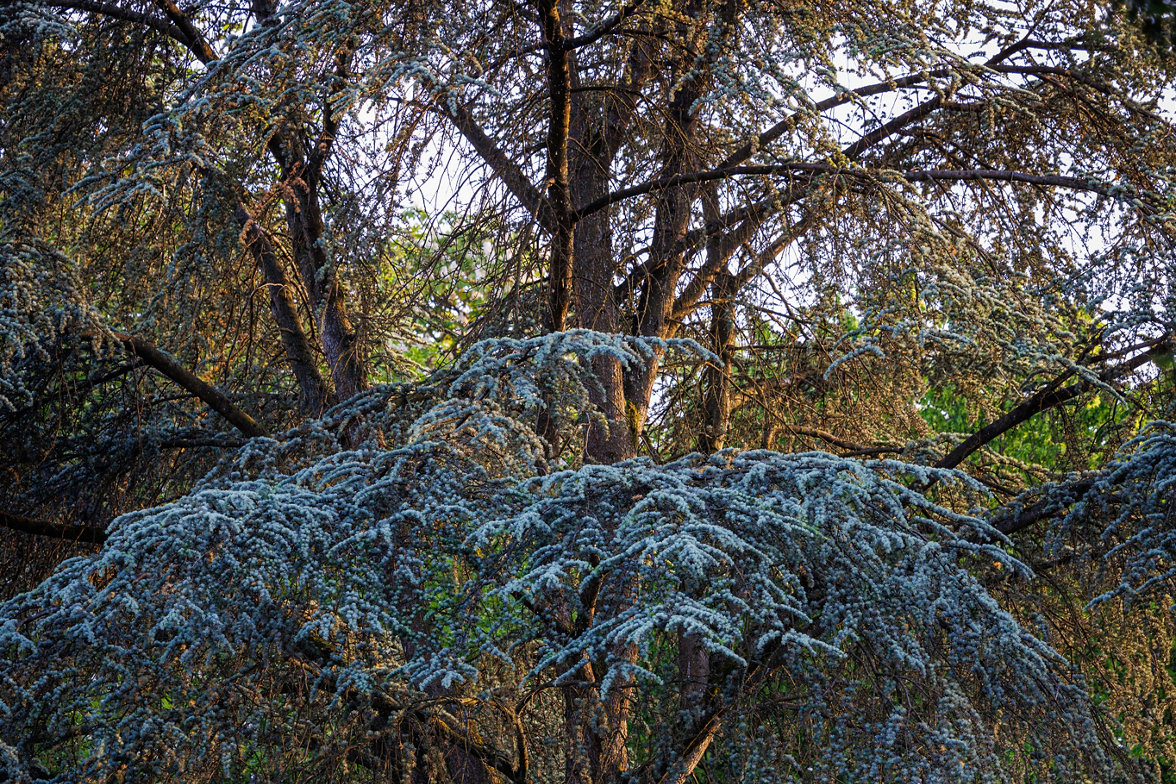 Trees are the most efficient carbon absorber