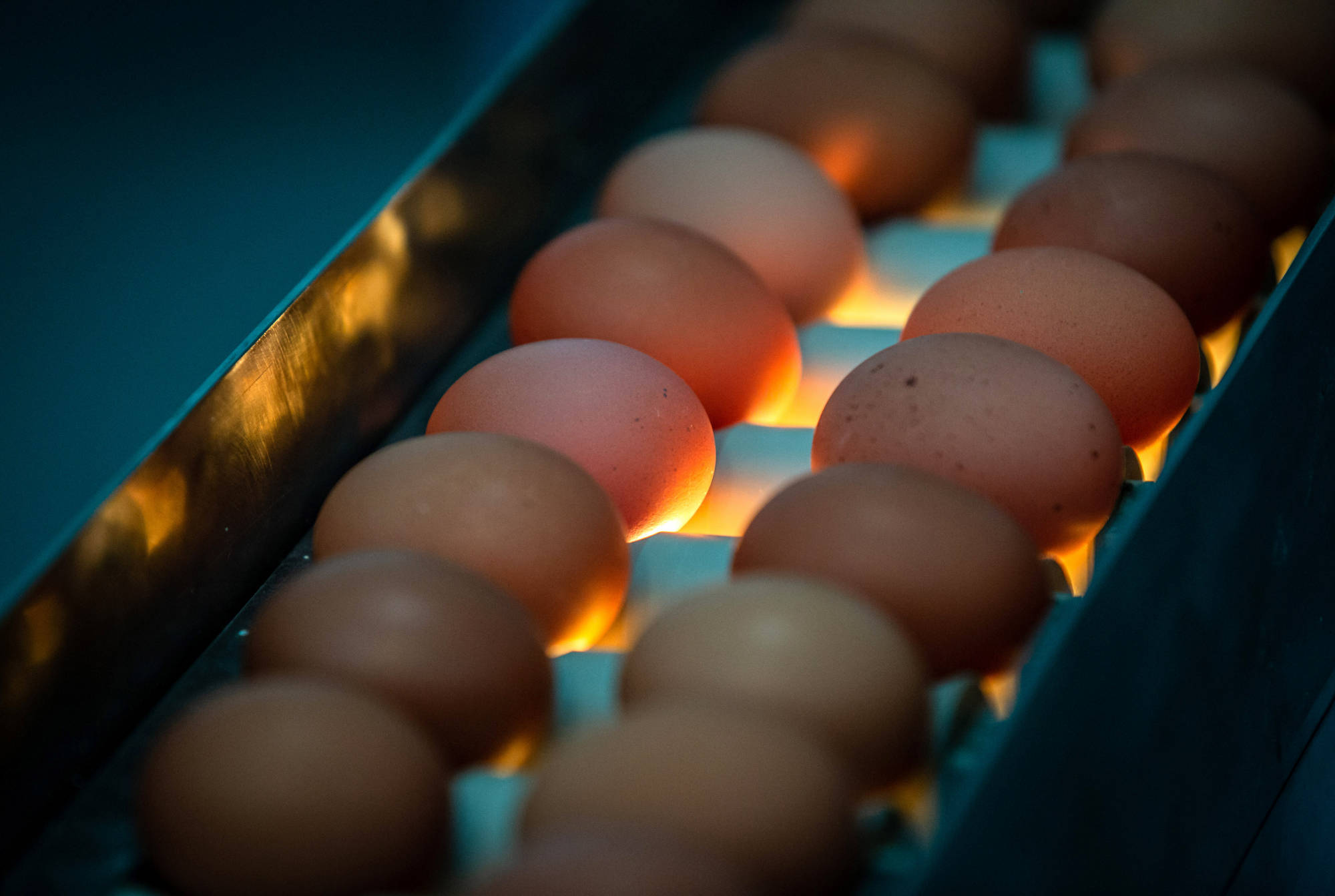 Freshly laid eggs on a conveyor at a poultry farm. Photographer: Angel Garcia/Bloomberg