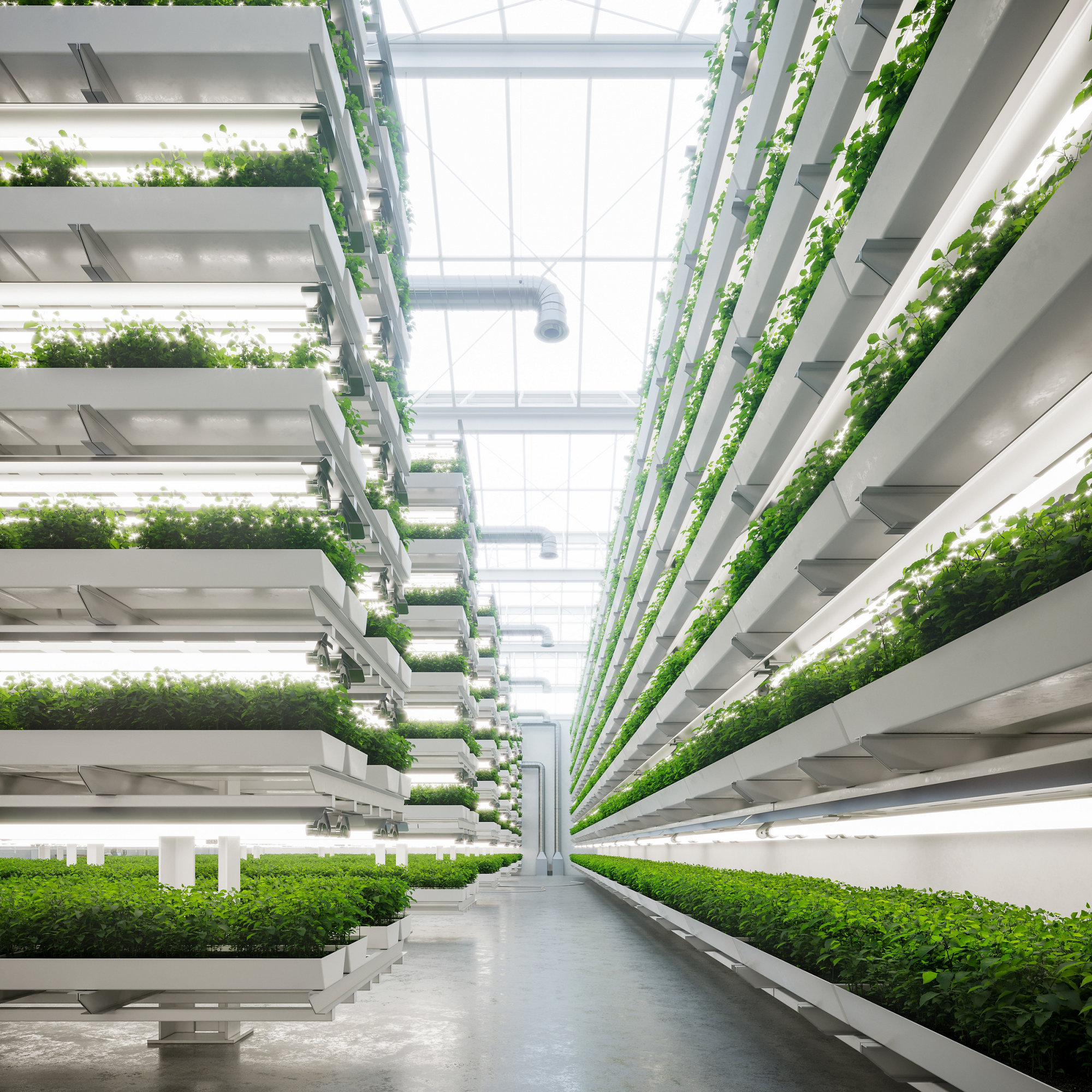 Large greenhouse with a modern vertical farm inside