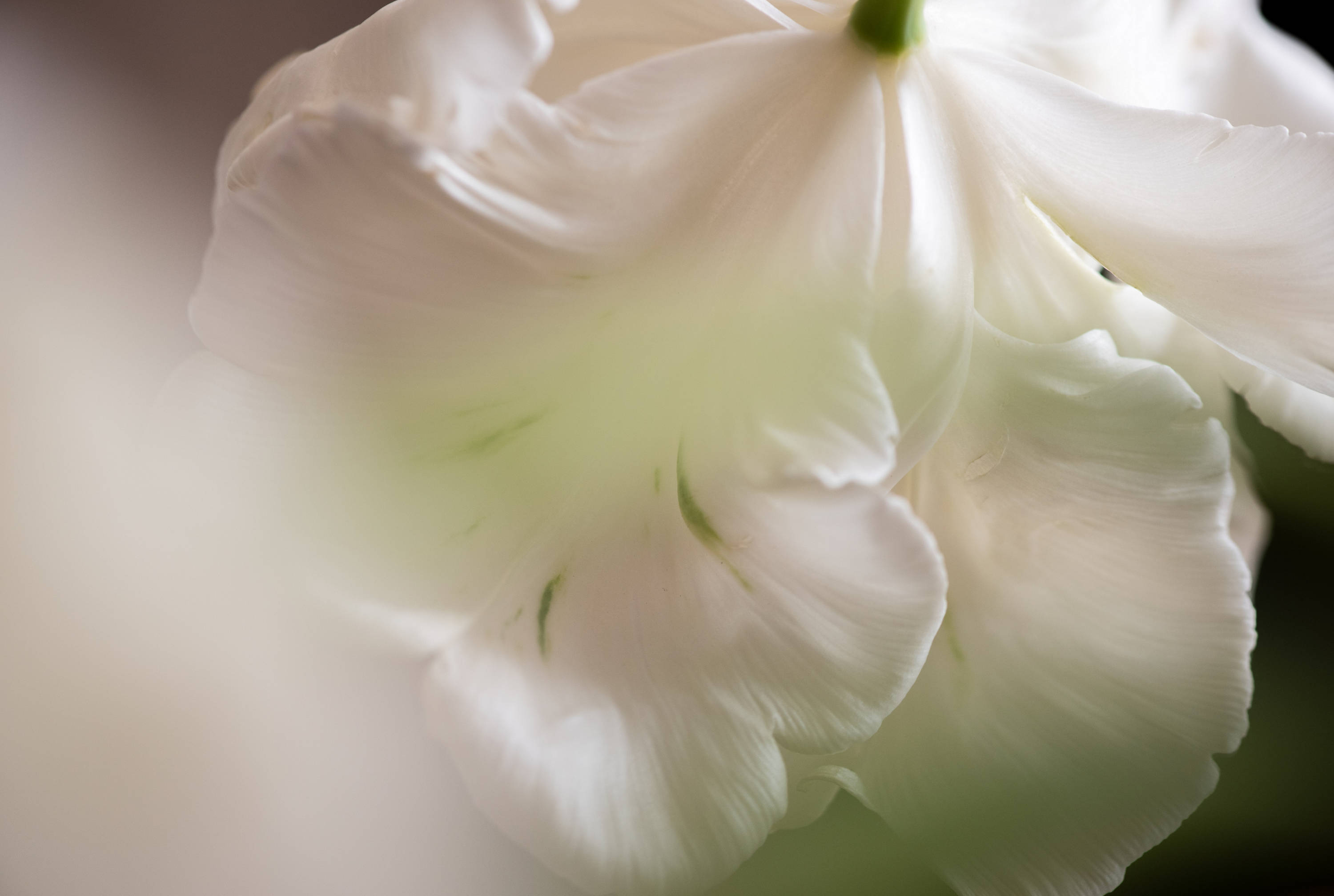 Climate capital | Pictet Asset Management Hong Kong SAR