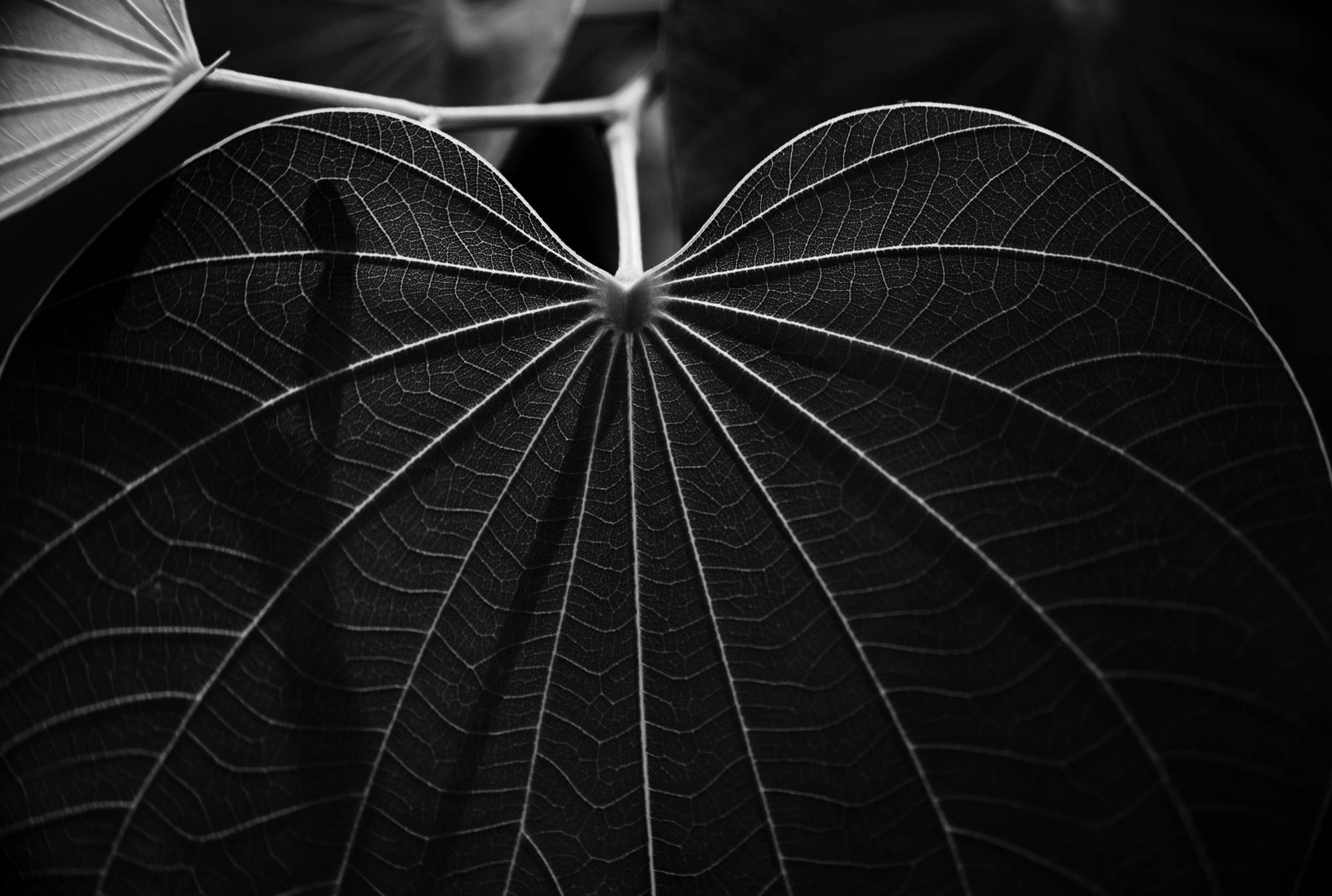 Veins of a leaf