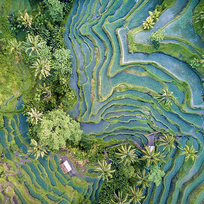 Aerial view drone shot of rice terrace in Tegallalang Ubud in Bali Indonesia.