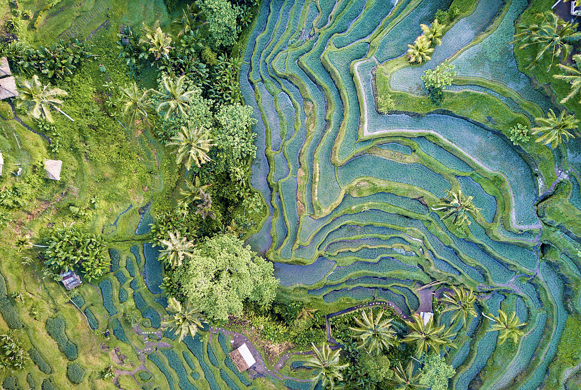 Aerial view drone shot of rice terrace in Tegallalang Ubud in Bali Indonesia.