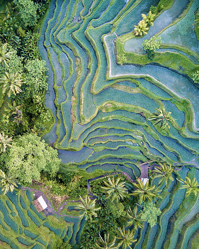 Aerial view drone shot of rice terrace in Tegallalang Ubud in Bali Indonesia.