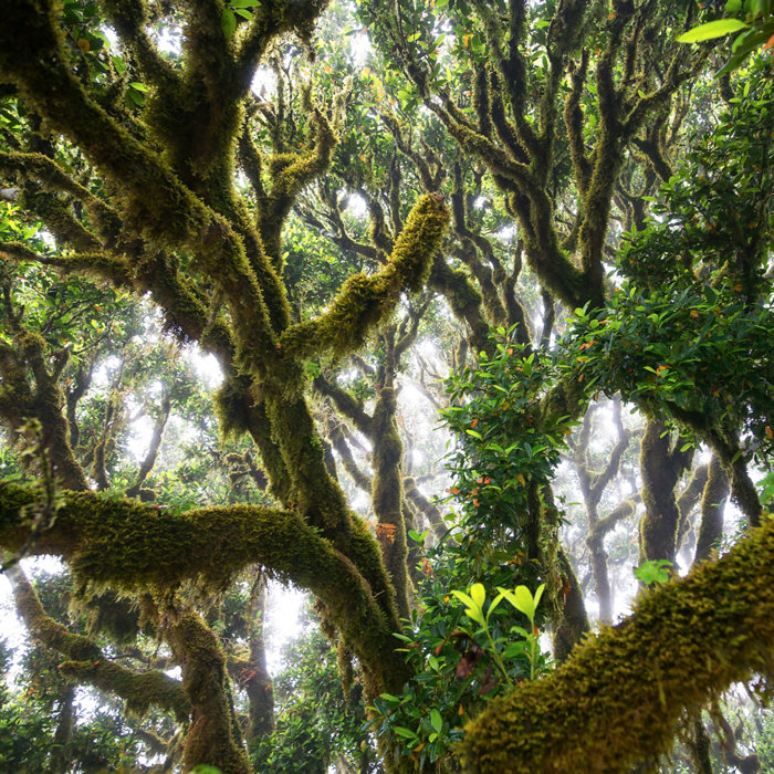 Green woods in fanal forest on Madeira.