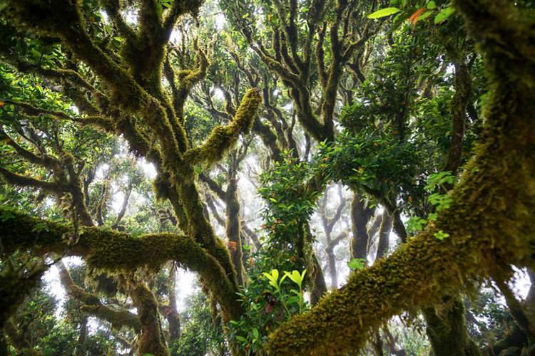 Green woods in fanal forest on Madeira.