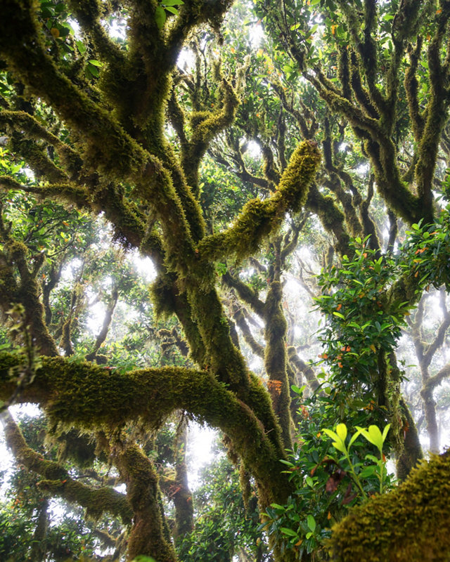 Green woods in fanal forest on Madeira.