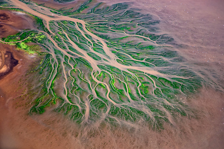 Aerial view of Ewaso Nigiro River delta patterns with Lesser Flamingos (Phoeniconaias) feeding in the shallow waters, Lake Natron, Kenya.