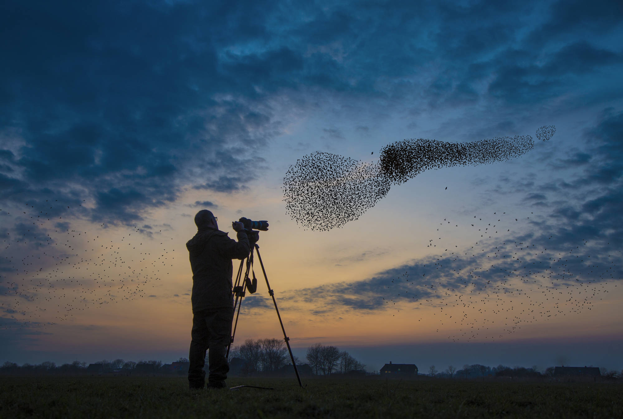 Man taking a photograph of migrating starlings at sunset