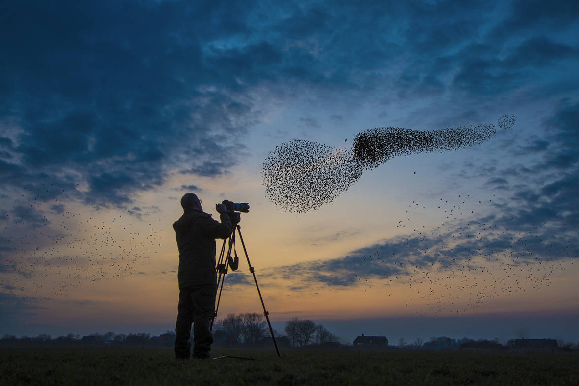 Man taking a photograph of migrating starlings at sunset