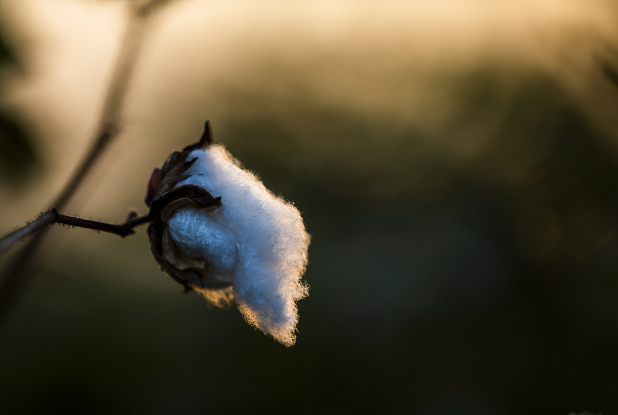 A cotton bulb in a field in India. Photographer: Prashanth Vishwanathan/Bloomberg