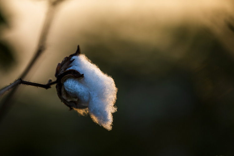 A cotton bulb in a field in India. Photographer: Prashanth Vishwanathan/Bloomberg